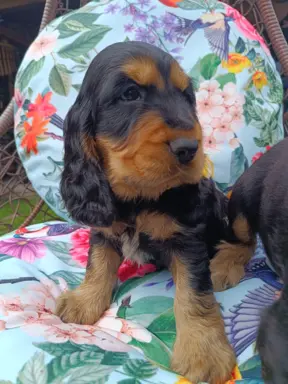 Spanielowice 4