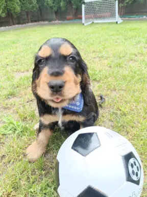 Spanielowice 5