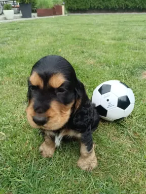 Spanielowice 6