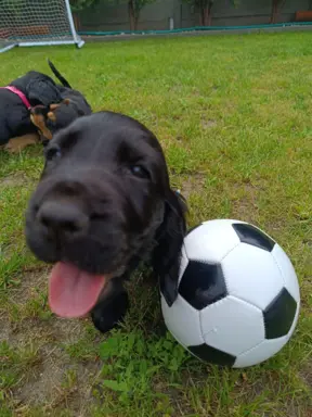 Spanielowice 7
