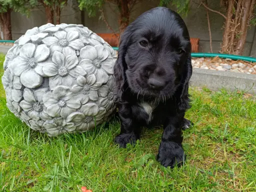 Spanielowice 8