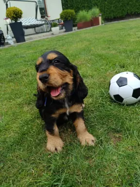 Spanielowice 9