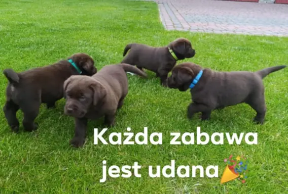 Czekoladowe Rio 1