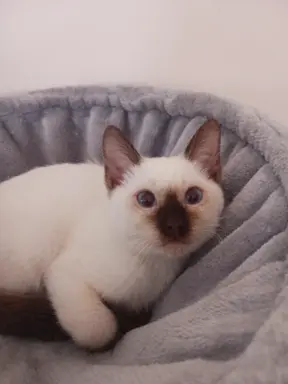 Niebieskookie 1