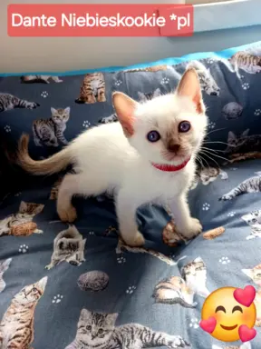 Niebieskookie 2