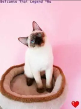 Niebieskookie 3