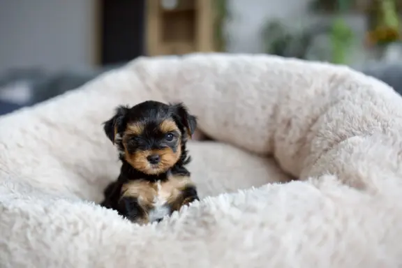 Hodowla - Bright Star Yorkies 5