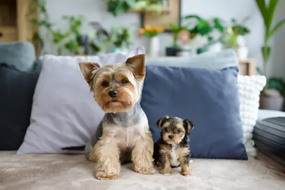 Hodowla - Bright Star Yorkies 1