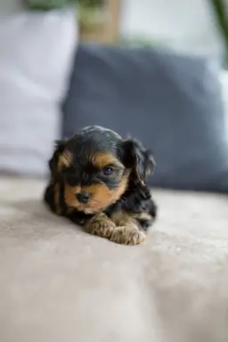 Hodowla - Bright Star Yorkies 6