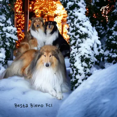 Hodowla - Besta Bieno FCI 1