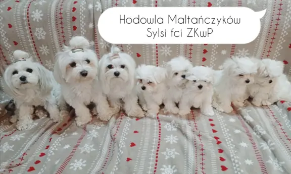 Hodowla - SylSi fci ZkwP 2