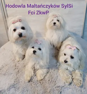 Hodowla - SylSi fci ZkwP 1