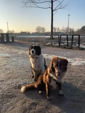 Hodowla - Domowa Hodowla Psów Border collie 1