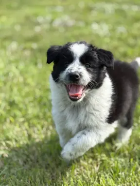 Hodowla - Domowa Hodowla Psów Border collie 5