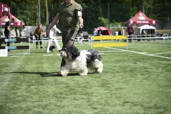 z Agaponu Polski Owczarek Nizinny FCI 10