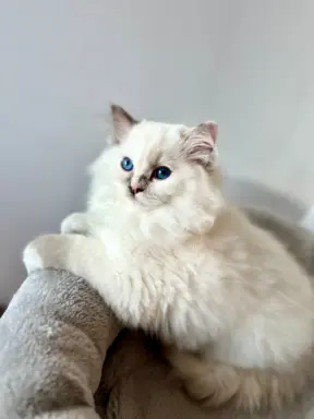 Nini Cats PL 1