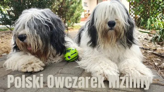 z Agaponu Polski Owczarek Nizinny FCI 1
