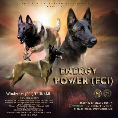 Hodowla - Energy Power (FCI) 1