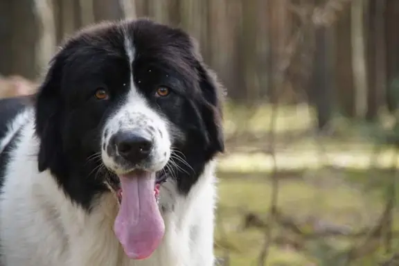 Hodowla - Sine Loro FCI 4