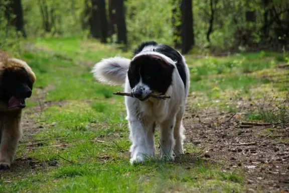 Hodowla - Sine Loro FCI 5