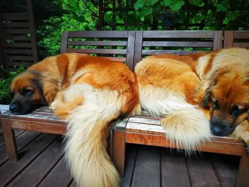 Hodowla - Sine Loro FCI 1