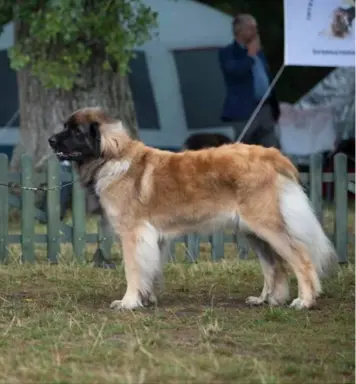 Hodowla - Sine Loro FCI 2