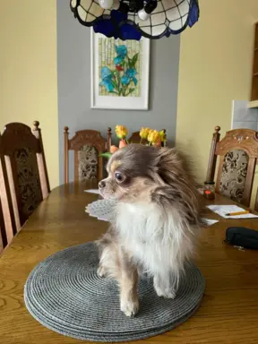 Hodowla - Rudy Diamencik 1