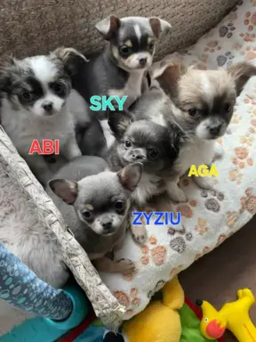 Hodowla - Rudy Diamencik 3