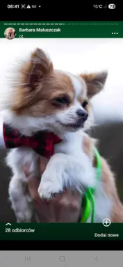 Hodowla - Rudy Diamencik 5