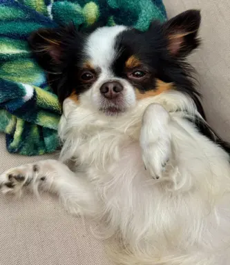 Hodowla - Rudy Diamencik 7