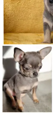 Hodowla - Rudy Diamencik 9