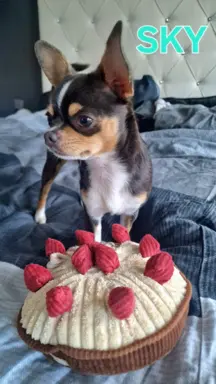 Hodowla - Rudy Diamencik 6