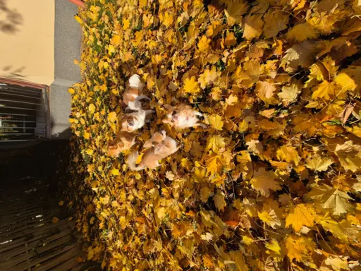 Hodowla - Rudy Diamencik 10