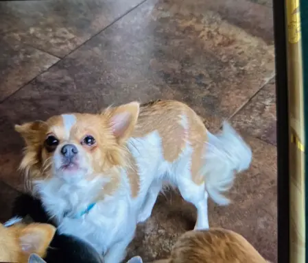 Hodowla - Rudy Diamencik 8