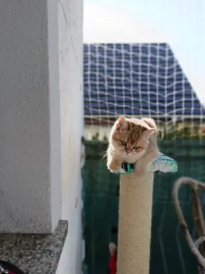 Hodowla - Zloty WIR PL 1