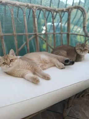 Hodowla - Zloty WIR PL 5