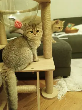 Hodowla - Zloty WIR PL 2