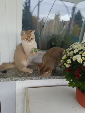 Hodowla - Zloty WIR PL 3