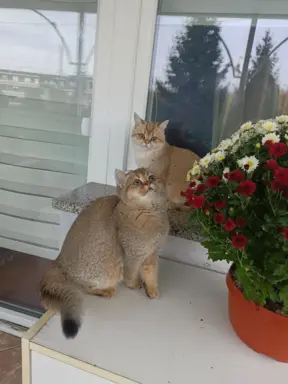 Hodowla - Zloty WIR PL 4