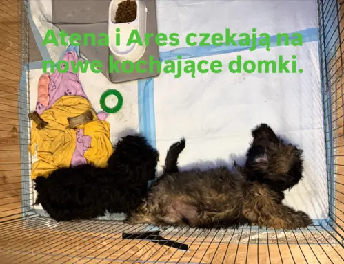 Hodowla - Żywe Srebro z Leśnego Zakątka 7