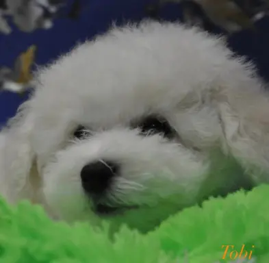 Hodowla - Wielkie Szczęście 1