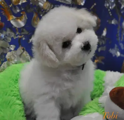 Hodowla - Wielkie Szczęście 2