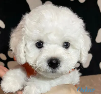 Hodowla - Wielkie Szczęście 4