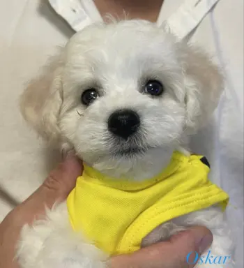 Hodowla - Wielkie Szczęście 7