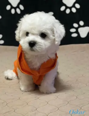 Hodowla - Wielkie Szczęście 5