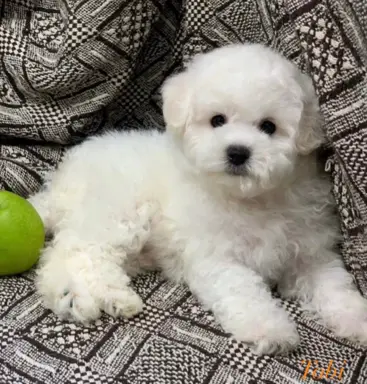 Hodowla - Wielkie Szczęście 3