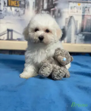 Hodowla - Wielkie Szczęście 8