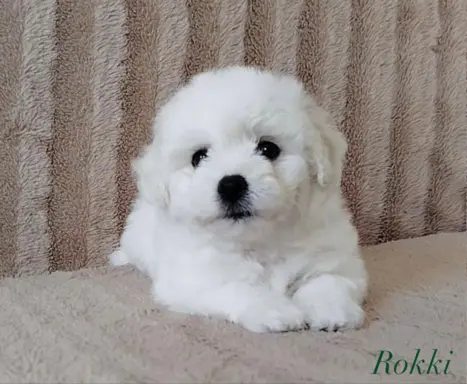 Hodowla - Wielkie Szczęście 9