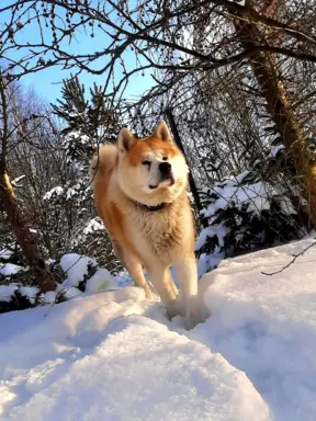 Tokyo i Jej Zgredy 9