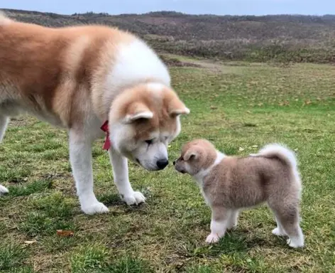 Tokyo i Jej Zgredy 7